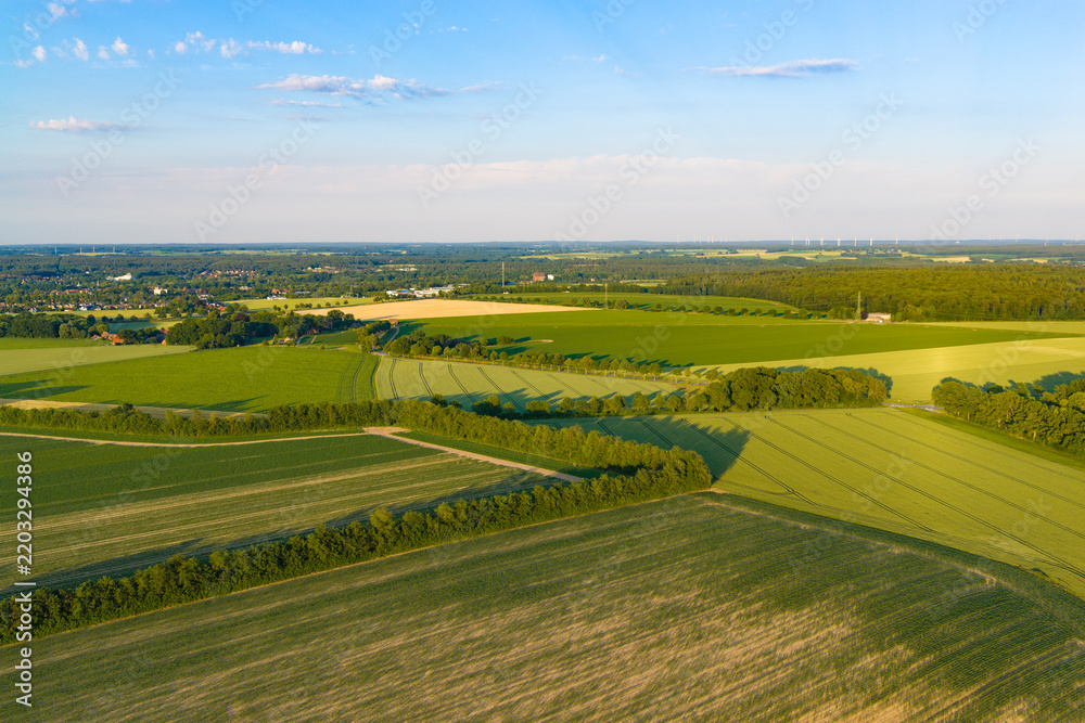 Fototapeta premium Aerial top view on green crop field. Nature environment. Green harvest in field. Summer green field. Agricultural aerial landscape. Green crop agricultural farm landscape. Harvesting and cultivation