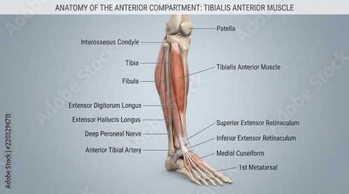 Anatomy of the Tibialis Anterior Muscle and Leg Compartment illustration