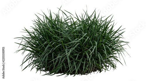 Lush Green Bush of Grass Isolated on White Background