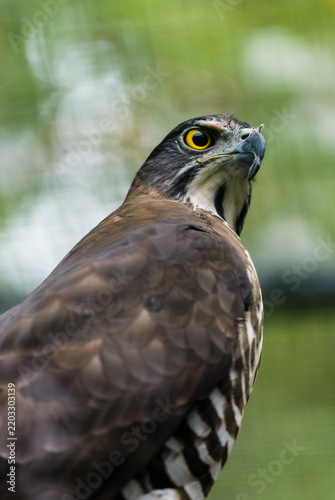 Cuadro en lienzo The crested hawk perches on the branch, its focused expression and sharp, handso