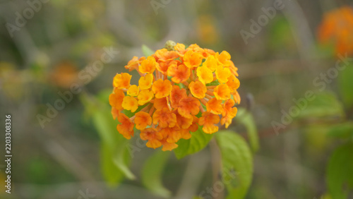 Bright orange lantana flower cluster blooming amid soft blurred branches.