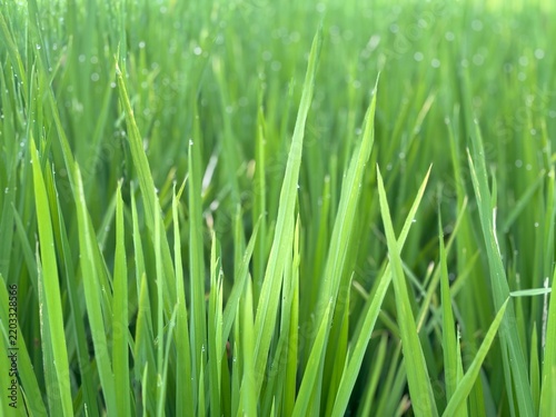 Close up photo of fresh green paddy rice blades with morning dew drops in field. Natural organic agriculture grass texture backdrop template for eco banner, poster, and wallpaper.