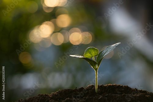 Macro close up of pumpkin sprout with bokeh background