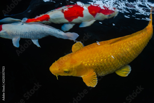 Fotografie High-Angle Shot of Vibrant Japanese Koi Fish Swimming in Clear Pond Water under