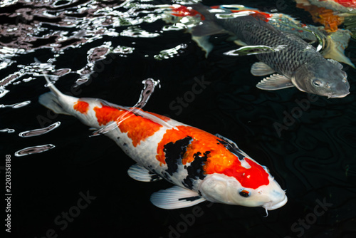 Cuadro en lienzo High-Angle Shot of Vibrant Japanese Koi Fish Swimming in Clear Pond Water under