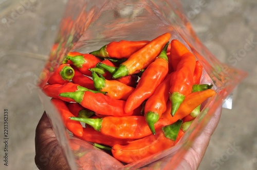 Hand holding clear plastic bag filled with fresh red chili peppers