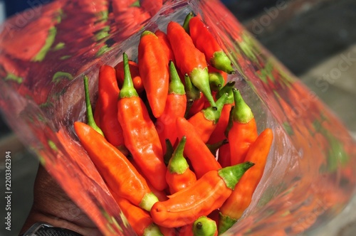 Fresh spicy red chili peppers packed in clear plastic bag