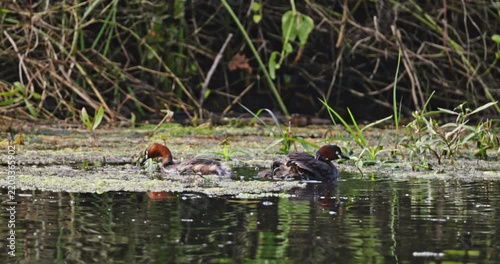 Little grebe Tachybaptus ruficollis parents swimming in pond with chicks climbing on backs, natural bird behavior in wetland habitat, wildlife documentary, slow motion.