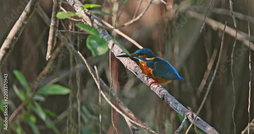 Common kingfisher, Alcedo atthis, sitting on tree branch in tropical jungle environment, hunting for fish, natural wildlife behavior, documentary style, slow motion.