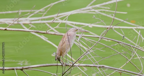 Yellow bittern Ixobrychus sinensis perching on dry branches over green pond water, hunting behavior in natural wetland habitat, wildlife documentary, slow motion.