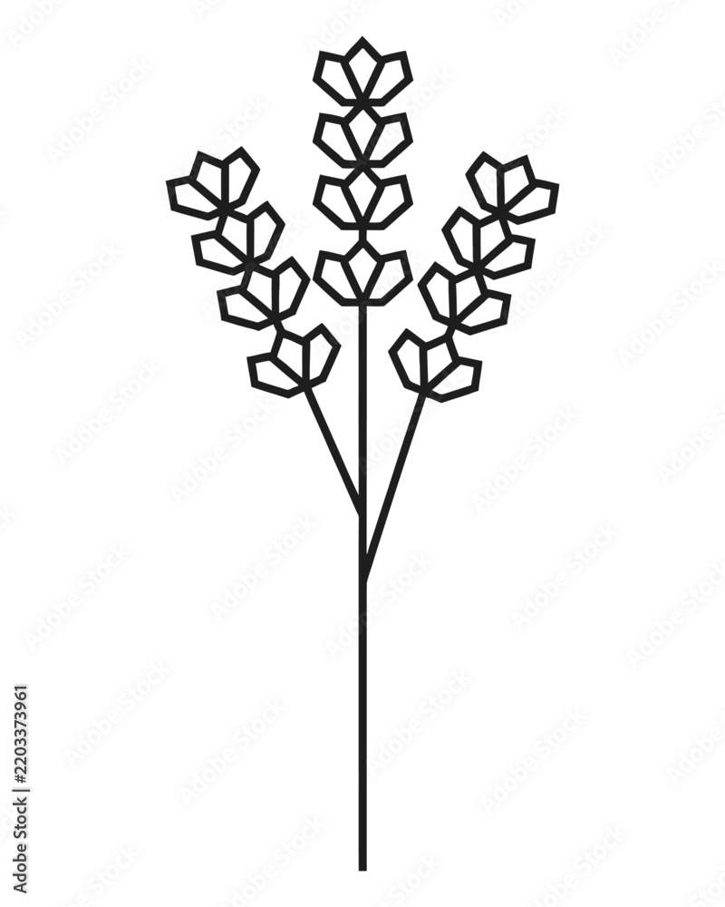Obraz premium Lavender sprig blooms for oil labels and herbal tea packaging
