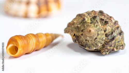 spiral snail shells and ancient ammonite fossil in a natural progression sequence
