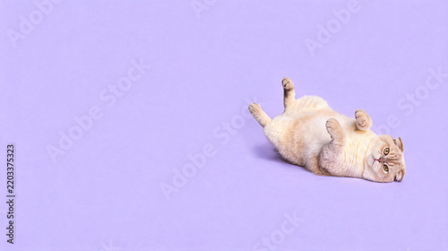Scottish Fold cat lying on back on a plain light purple background
