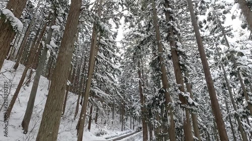 地獄谷野猿公苑へ続く雪深い杉林の遊歩道