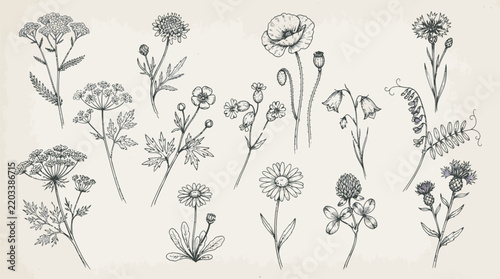 Floral herbarium sketch collection, different wildflowers with long stems, small leaves and detailed petals, hand-drawn black ink illustration, simple vintage style, white background