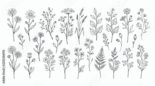 Simple hand-drawn flower stems collection, daisies, wild blossoms, buds and leafy branches, black ink line drawing, minimal botanical artwork, pure white background