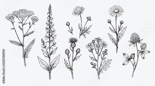 Vintage Meadow Flower Illustration Set