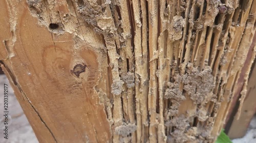 Severe termite damage on wooden structure with hollowed out grain macro shot