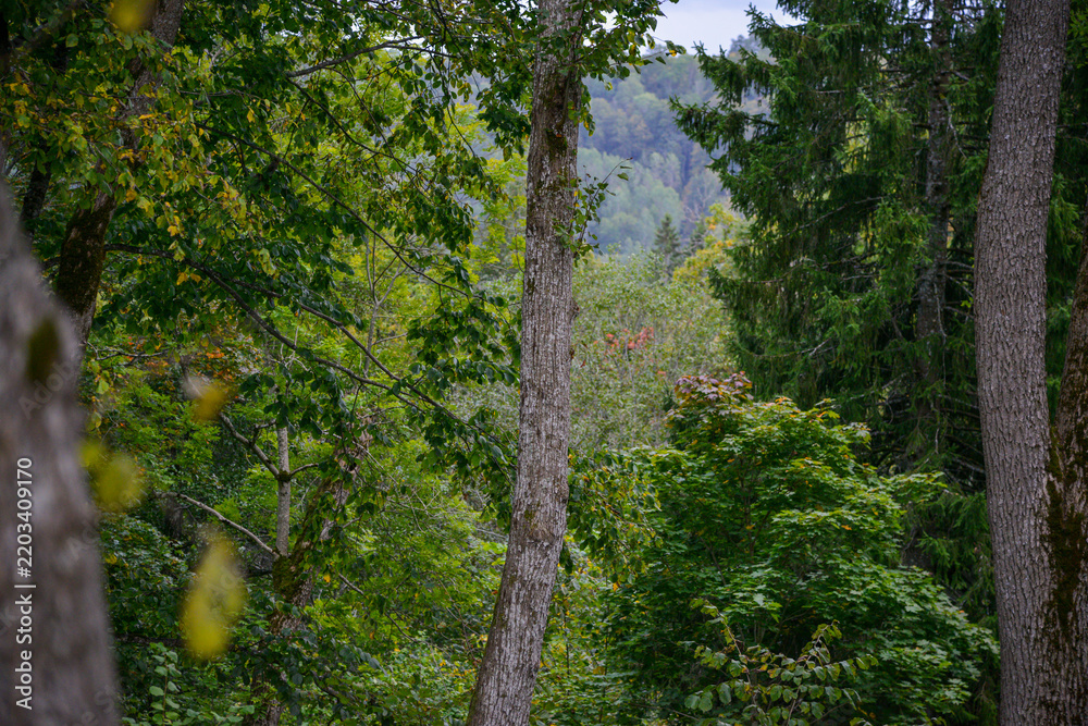 Obraz premium Lush Mountain Forest with Deciduous and Evergreen Trees