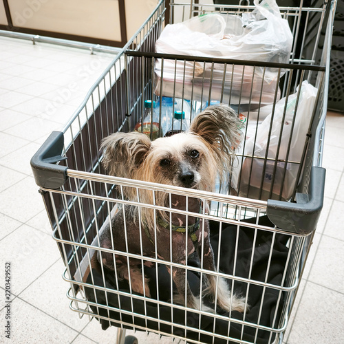 A Chinese Crested dog sits in a supermarket trolley next to the groceries while its owners shop.