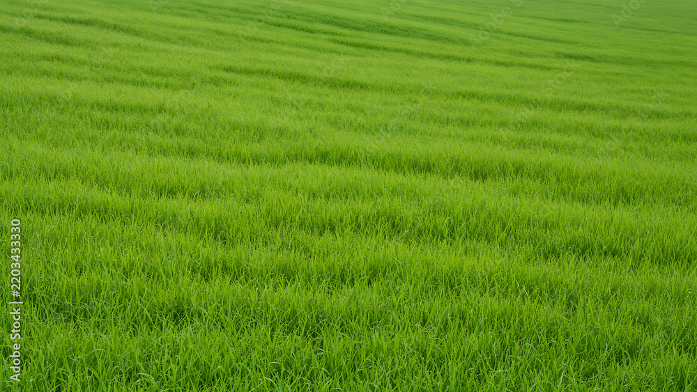 Obraz premium Lush Green, Scenic Landscape with Fresh Plants, Natural and Peaceful Environment
