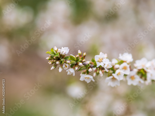 Obraz na plátne White cherry flowers