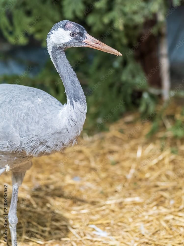 Fototapeta premium Close-up profile of a Common Crane (Grus grus) with red crown patch on a blurred forest background.