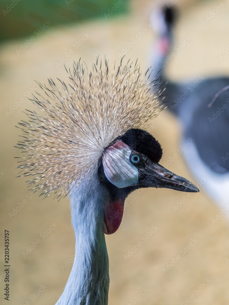 Obraz premium Beautiful Grey Crowned Crane, lat. Balearica regulorum, bird with blue eye and red wattle