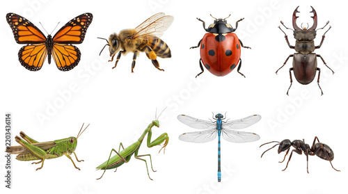 Insects collection featuring a butterfly, bee, ladybug, beetle, grasshopper, mantis, dragonfly, and ant isolated on transparent background.
