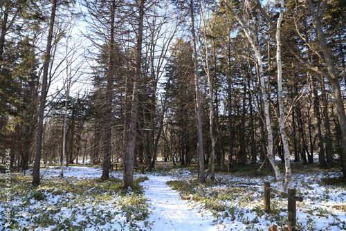 Snowy winter forest in Kawayu, Teshikaga, Hokkaido, Japan