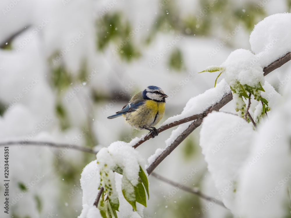 Obraz premium Cute bird, Eurasian blue tit, songbird sitting on spring branches with snow and green leaves