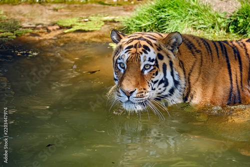 Sibirischer Tiger ( Panthera tigris altaica ).