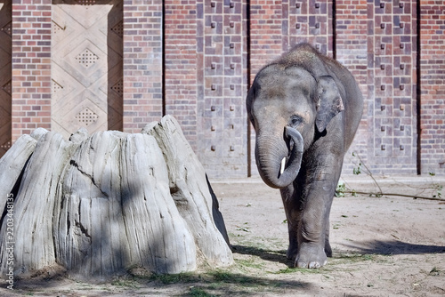 Fotografie Asiatischer Elefant ( Elephas maximus indicus ).