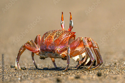 Galapagos Ghost Crab (or Painted Ghost Crab, Ocypode gaudichaudii) on Espumilla Beach on Santiago Island (Galápagos Archipelago). Selective focus on crab's eye and carapace