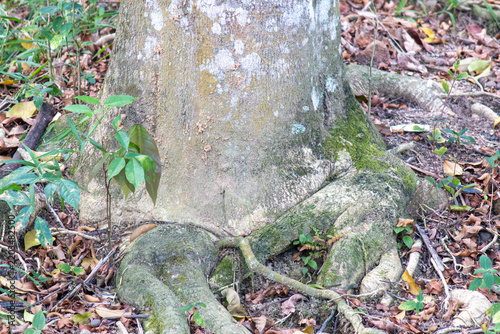 Obraz na płótnie Tree trunk base with moss and exposed roots on forest floor, nature closeup deta