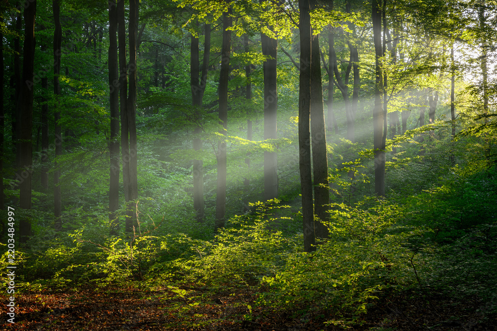 Fototapeta premium Sunny morning in the forest
