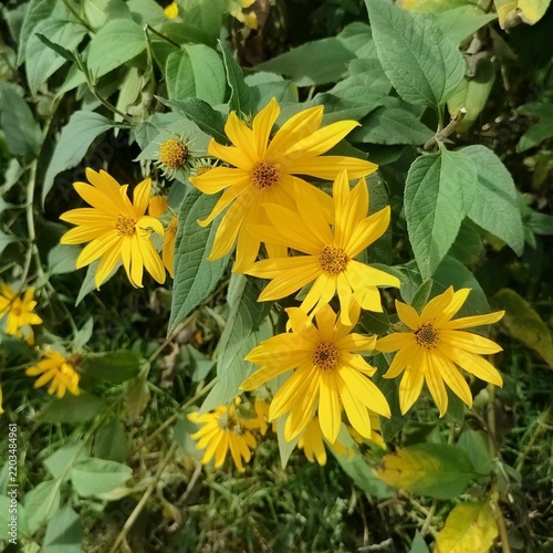 Картината върху платно Bright yellow Jerusalem artichoke flowers blooming in the garden