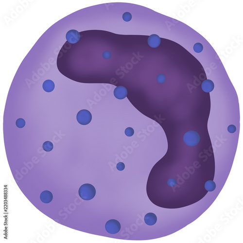Basophil granulocyte white blood cell vector
