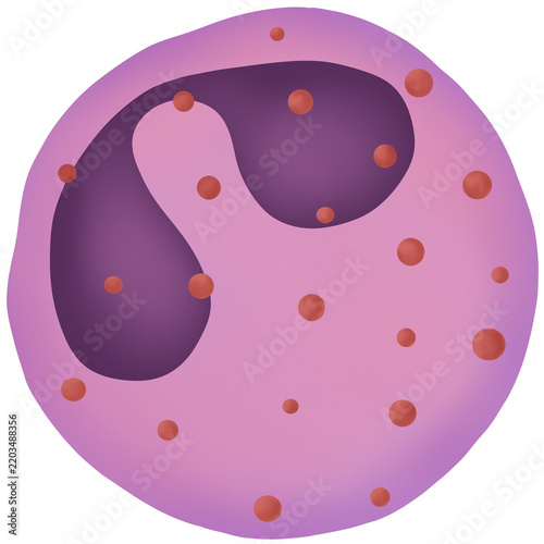 Vector of Eosinophil type of white blood cell