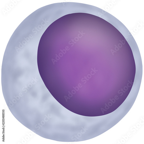Lymphocyte white blood cell vector