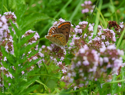 Photography macro of a female Lycaena tityrus the sooty copper butterfly on thymus