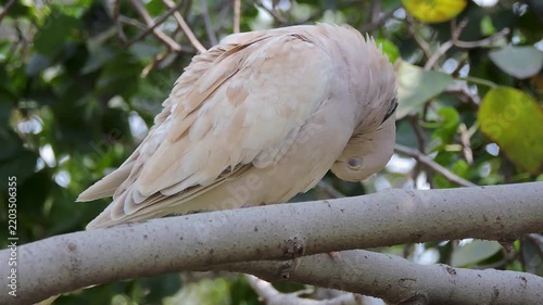 Beautiful wild collared dove close-up in a garden tree
