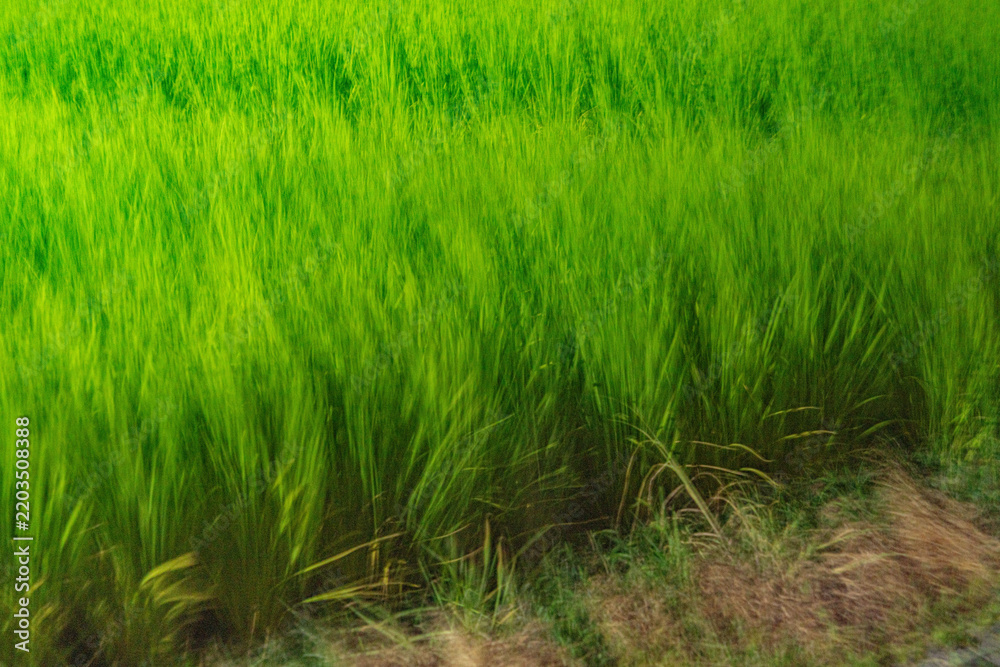 Fototapeta premium Rice plants Oryza sativa swaying in the wind with expressive motion blur