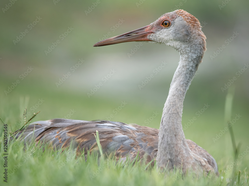 Fototapeta premium Young Sandhill Crane 2 