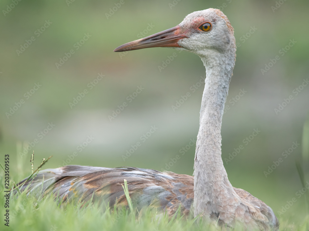 Fototapeta premium Young Sandhill Crane 3
