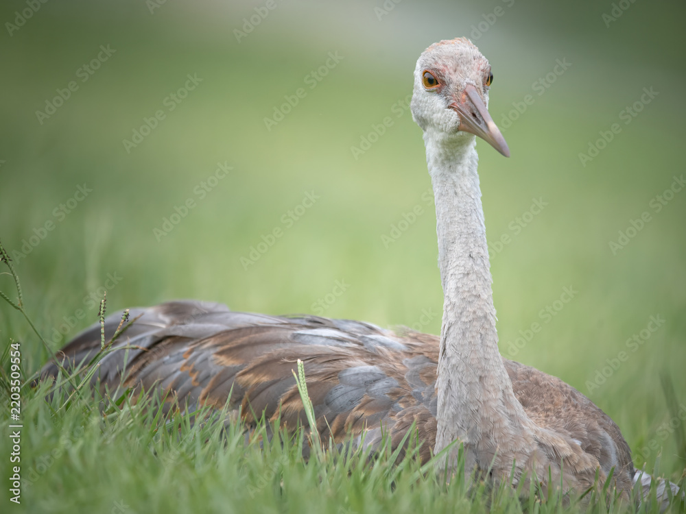 Fototapeta premium Young Sandhill Crane 1