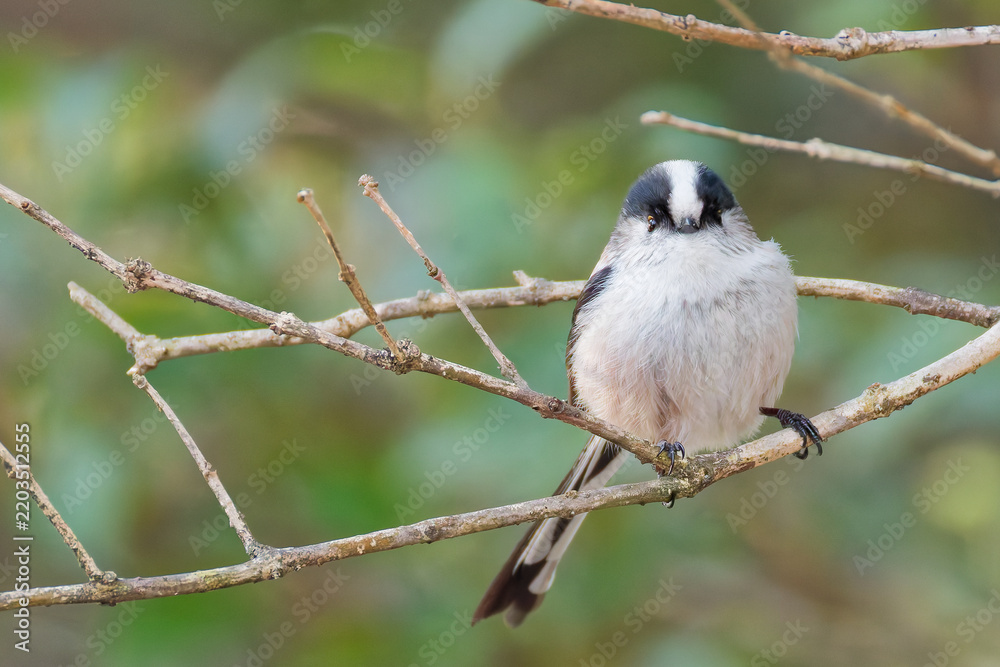 Obraz premium 冬のエナガ(Long-tailed Tit)