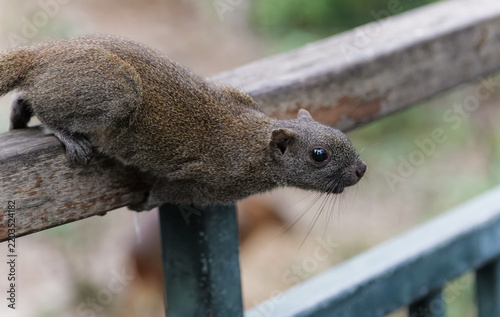 Obraz na plátně A close-up shot capturing the lively moment of a squirrel widening its eyes, eager to try