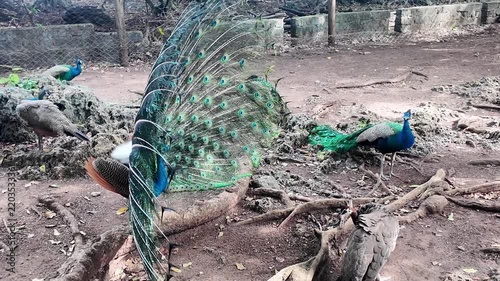 Male peacock displaying its iridescent tail on Prison Island Zanzibar