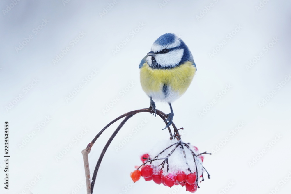 Fototapeta premium A blue tit in the nature habitat. Winter scene with a cute blue tit. Portrait of a colorful titmouse. Cyanistes caeruleu. A blue tit sits on a viburnum twig with berries. 